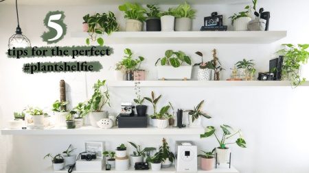 How Do You Decorate Shelves with Small Greenery?