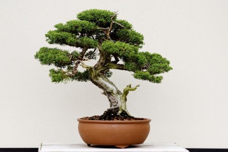 How to Clean and Maintain an Artificial Bonsai Tree