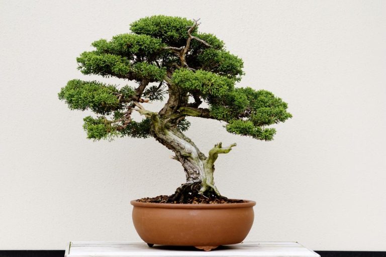 How to Clean and Maintain an Artificial Bonsai Tree